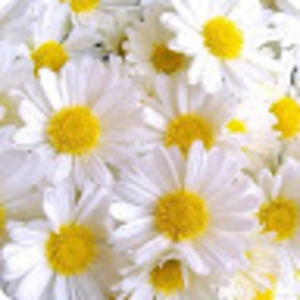 Meet your Posher, Nika